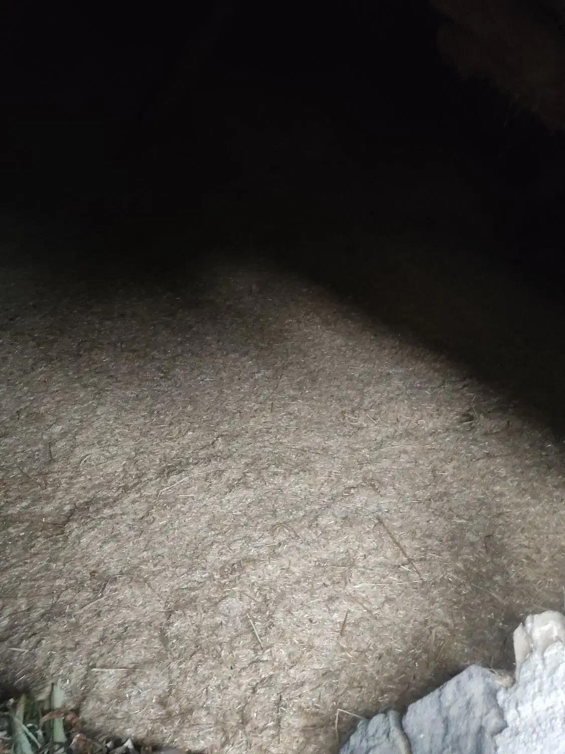 کاه یا سامان گندم|لوازم جانبی حیوانات|چهاردانگه (آذربایجان), |دیوار