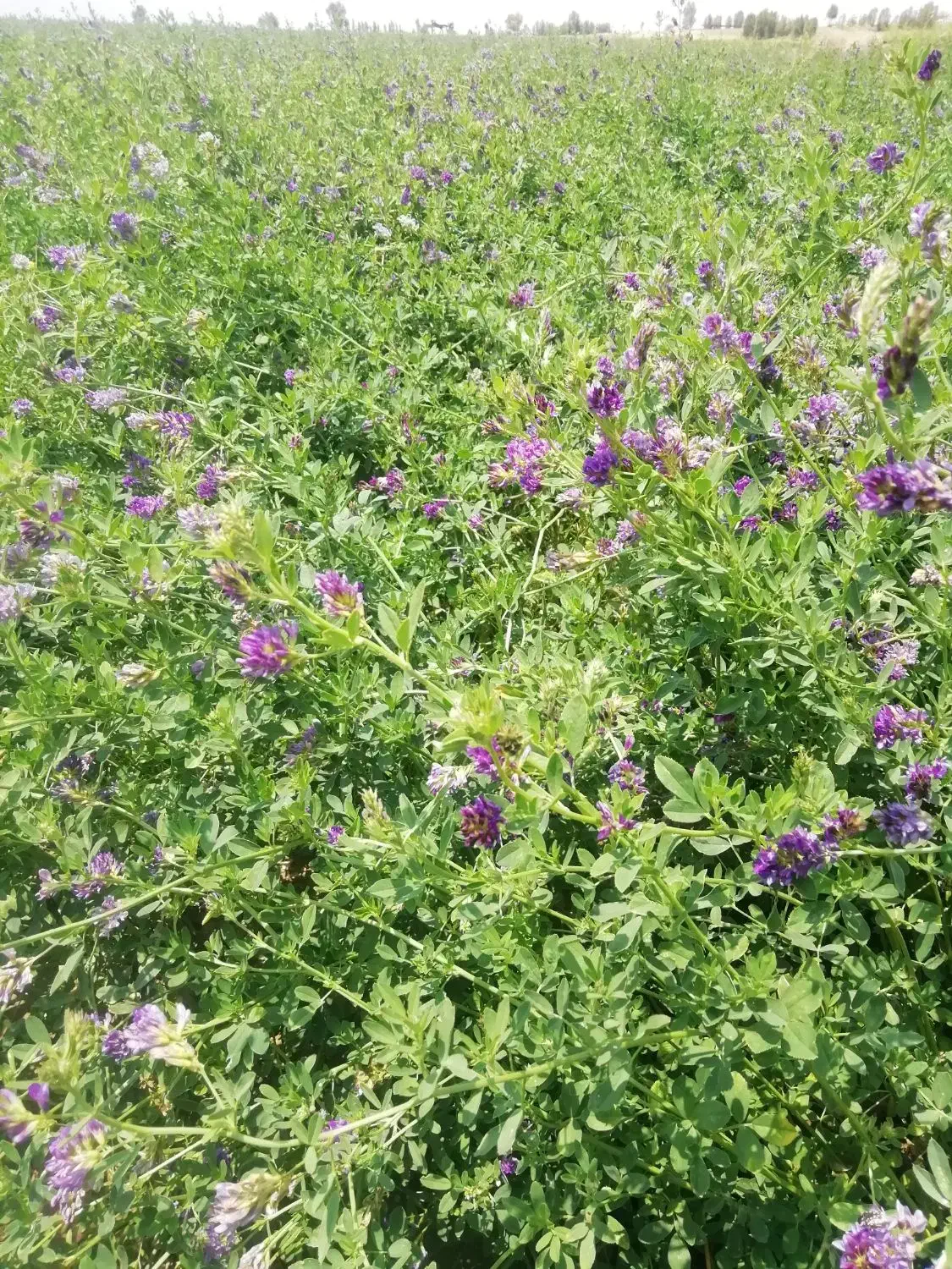 بذر یونجه درجه یک|عمدهفروشی|شیراز, نصر|دیوار