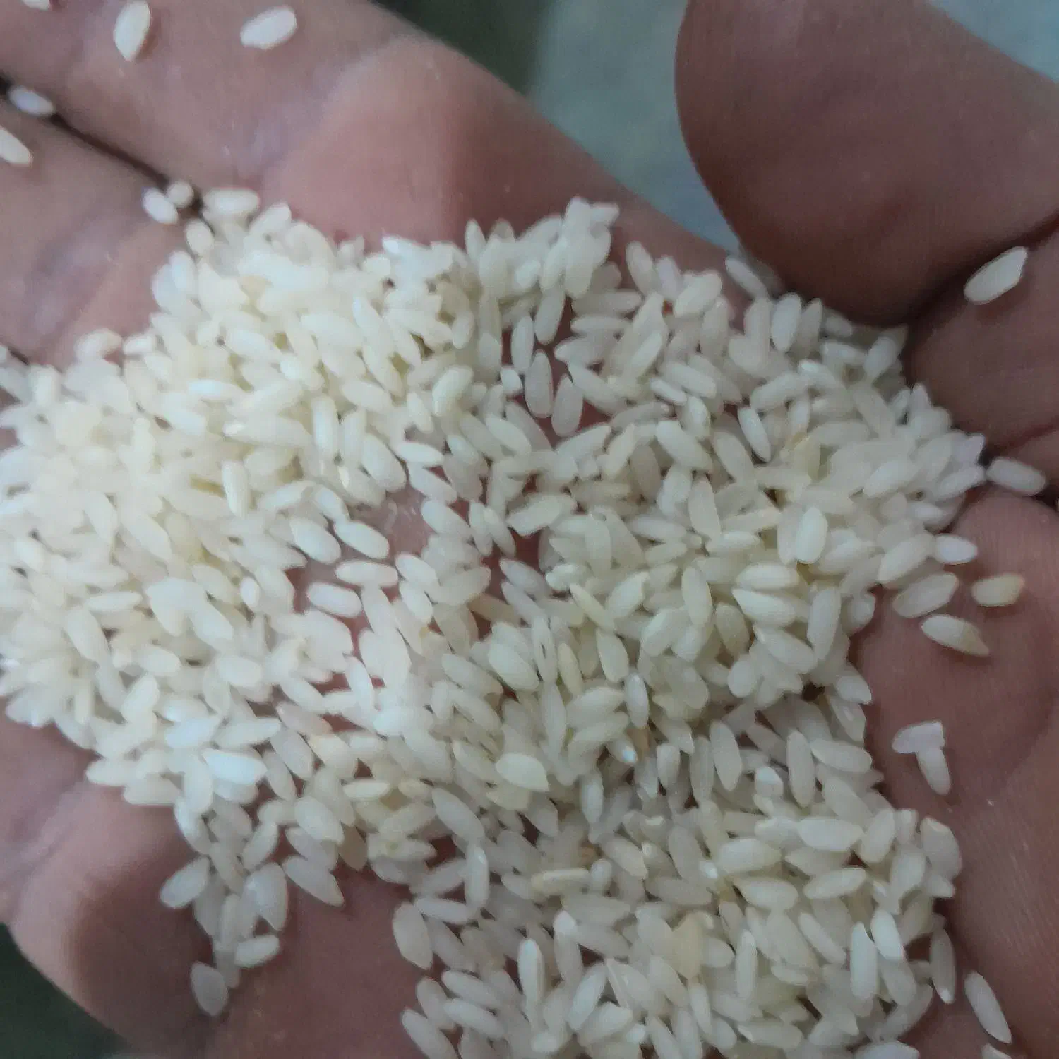 انواع برنج هندی و پاکستانی|عمدهفروشی|شادگان, |دیوار