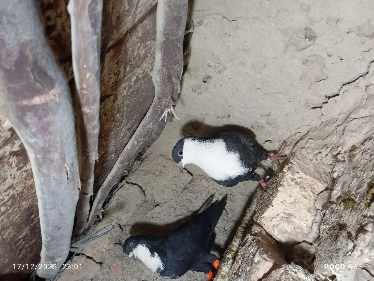 نرو ماده ریش و نرو ماده ابلغ|پرنده|هامون, |دیوار