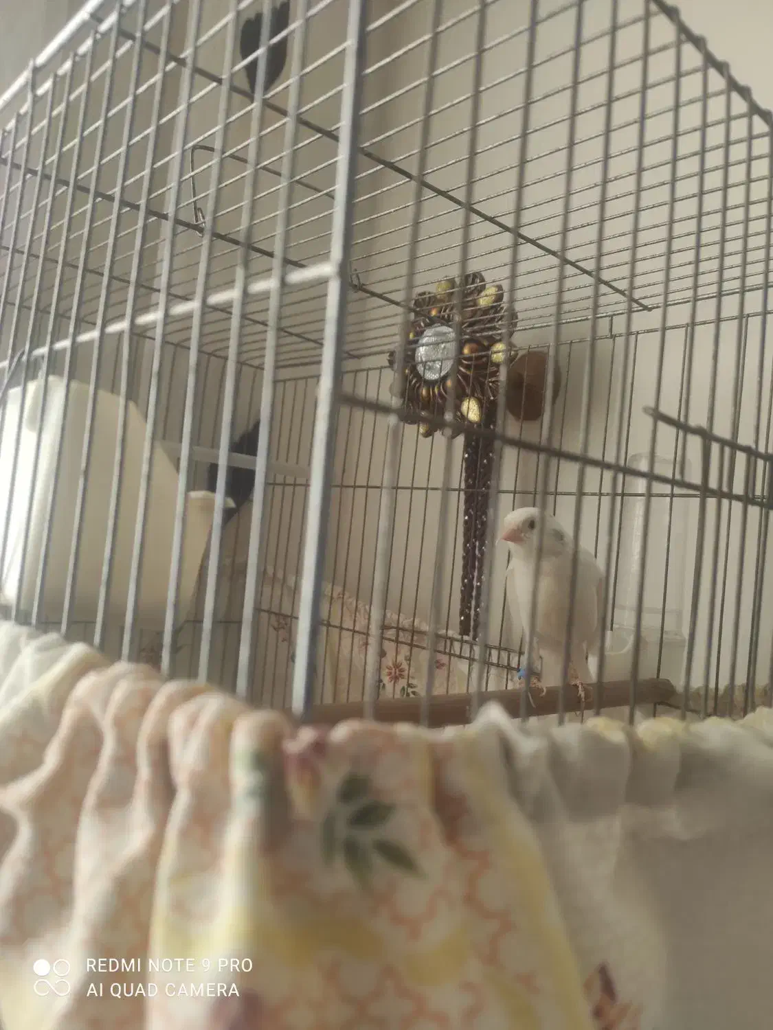 قناری سفید|پرنده|محمدشهر, شهرک پیام (مهرالبرز)|دیوار