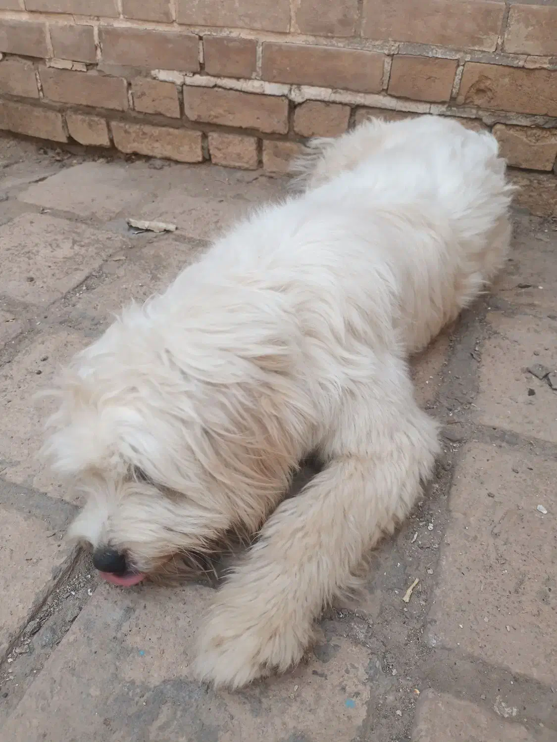 سگ شیتزو|سگ|کاشان, گریه|دیوار