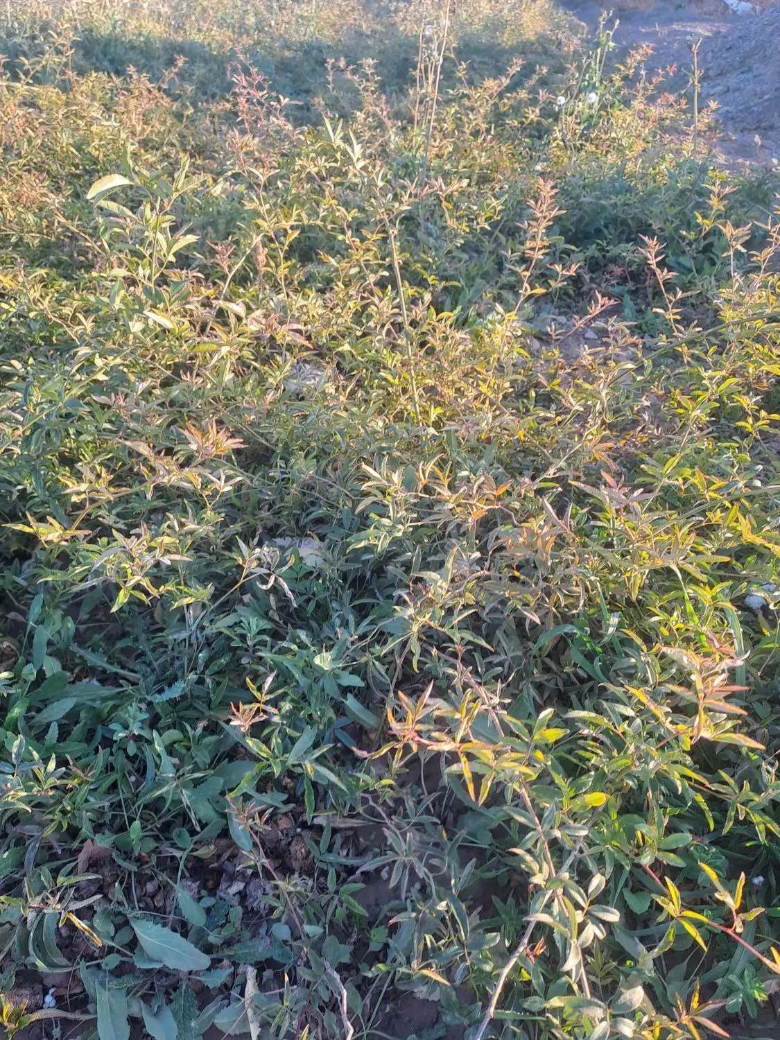 کندرز هلندی|گل و گیاه طبیعی|محلات, |دیوار