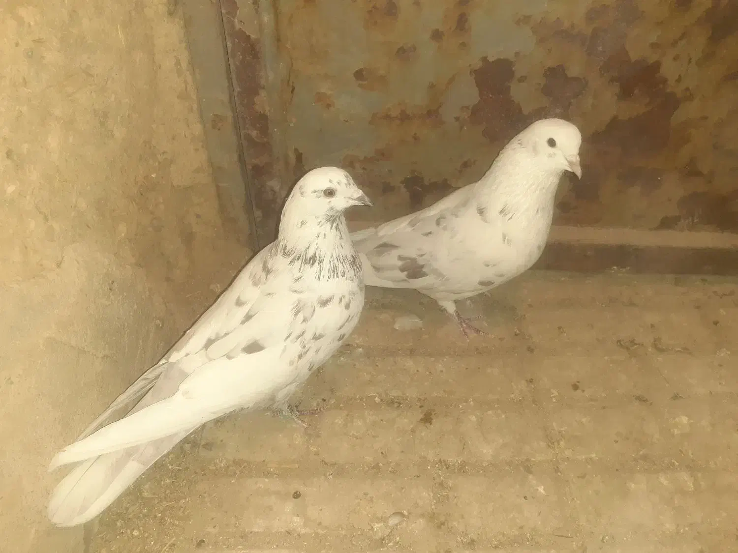 کبوتر|پرنده|کمیجان, |دیوار