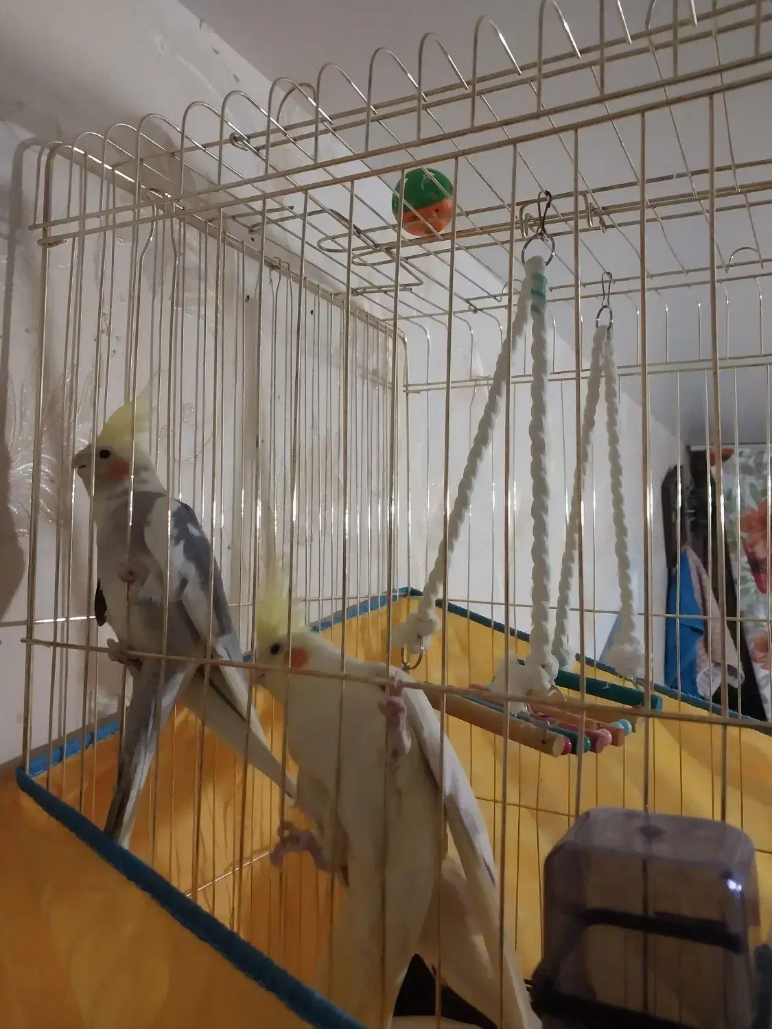 عروس هلندی زیبا|پرنده|قم, سید معصوم|دیوار