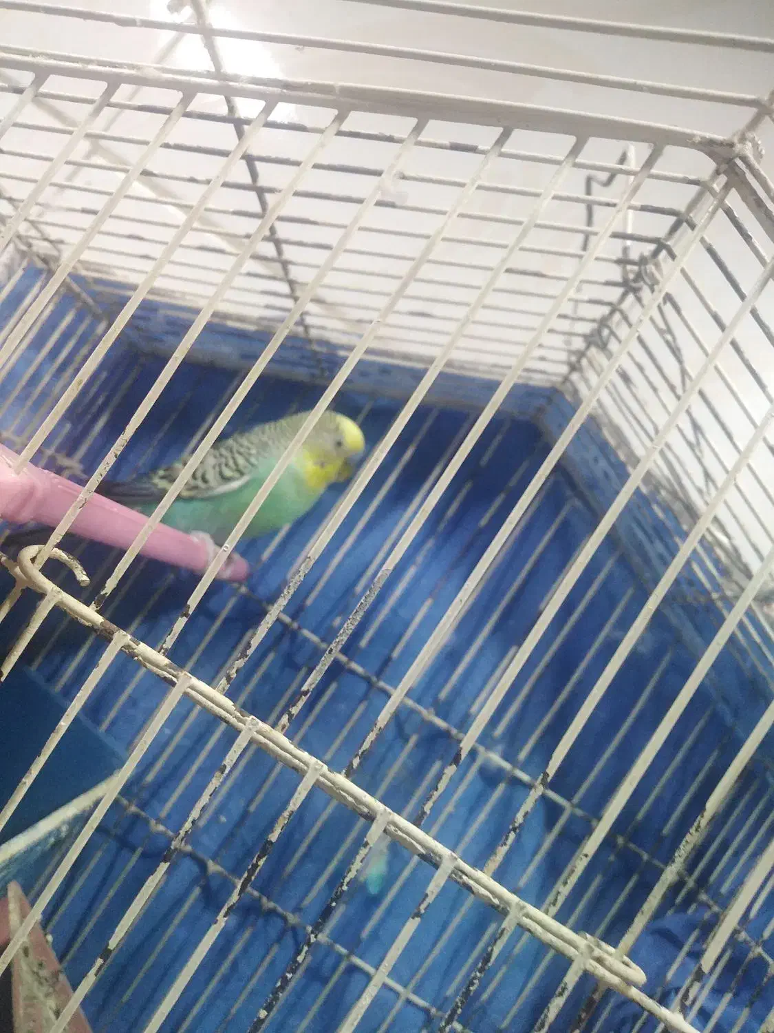 مرغ عشق نر|پرنده|اهواز, فدک|دیوار