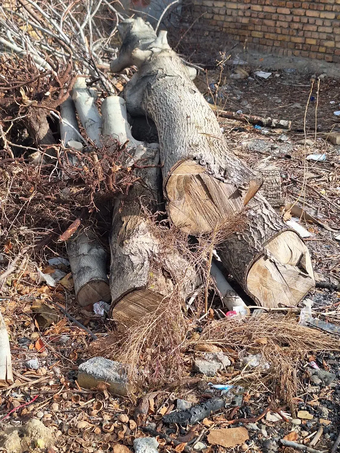 تنه درخت گردو فروشی..کامل خشک و بدون خرابی|عمدهفروشی|قره چای, |دیوار