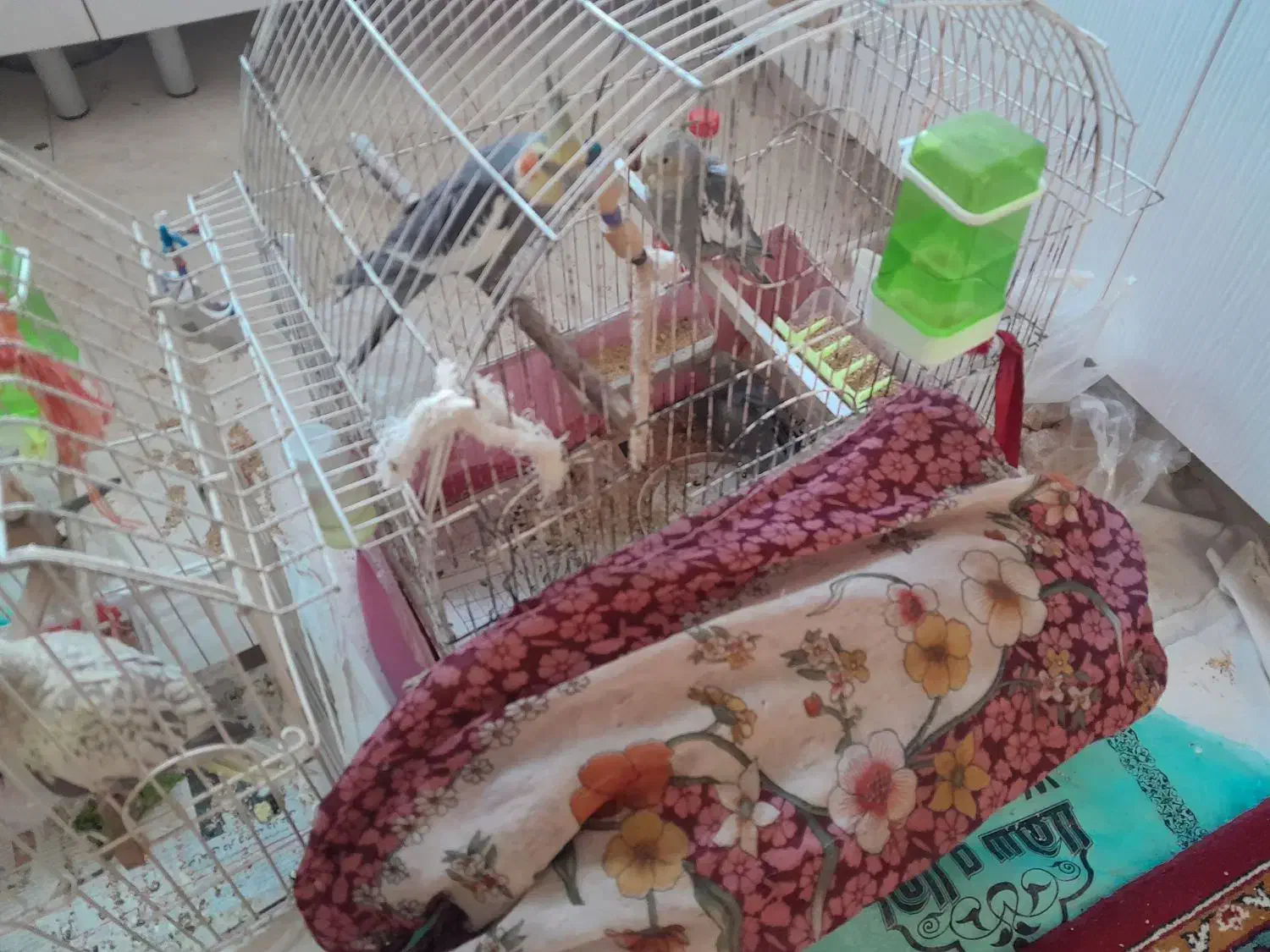 عروس هلندی|پرنده|شیروان (خراسان), |دیوار