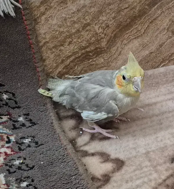 عروس هلندی|پرنده|مزرعه کتول, |دیوار