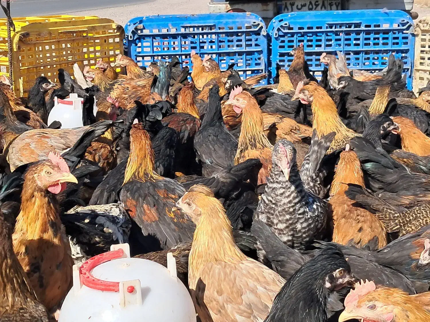 جوجه مرغ و خروس و بوقلمون|حیوانات مزرعه|سیرجان, |دیوار