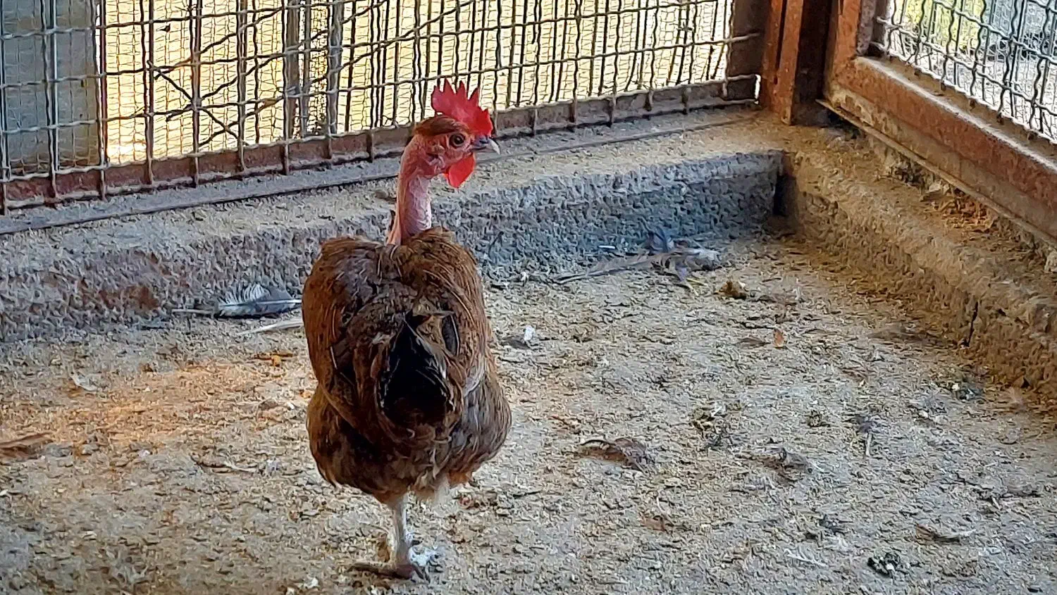 مرع اصیل شمالی|حیوانات مزرعه|چابکسر, |دیوار