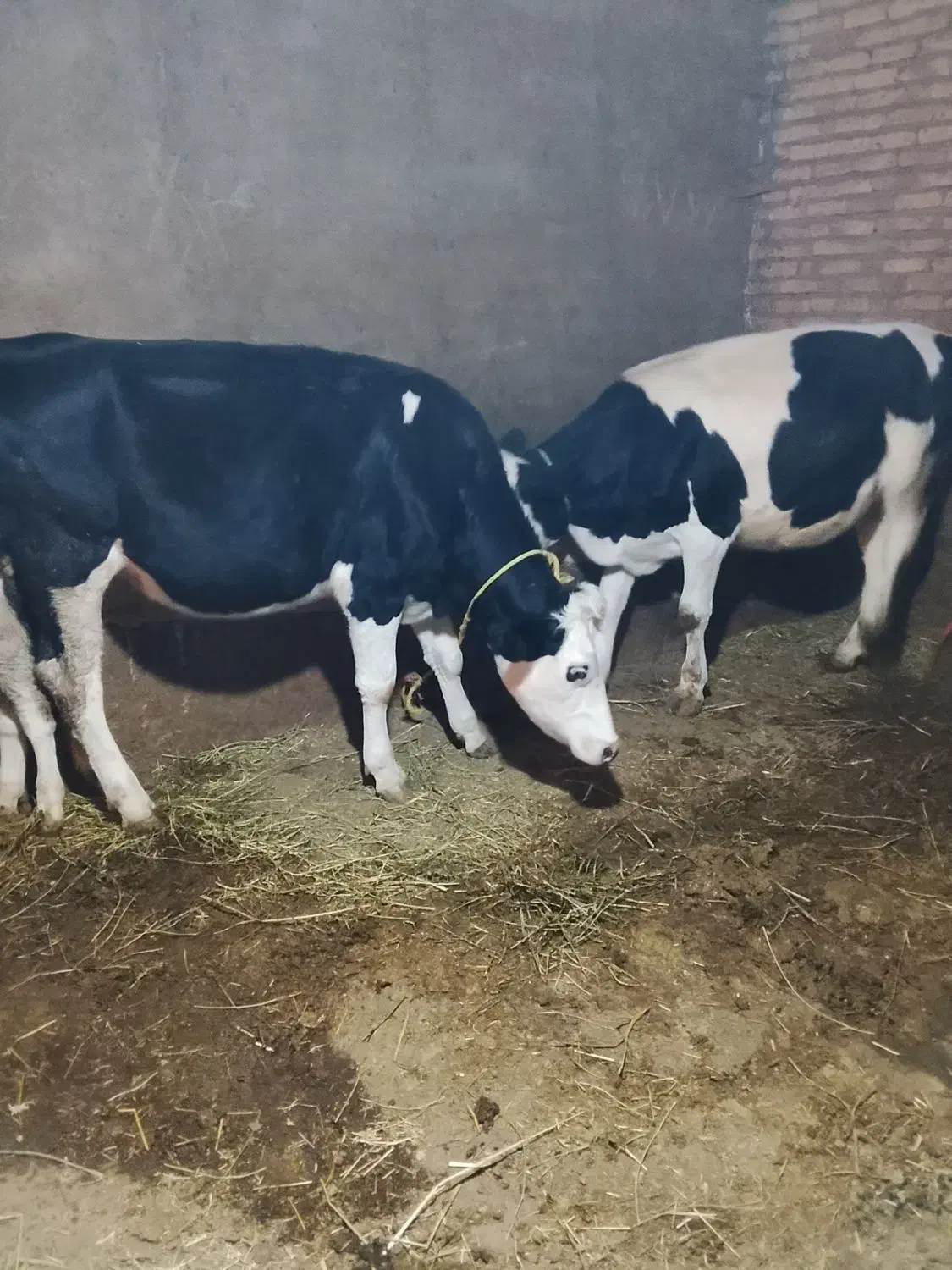 فروش تلیسه سیمنتال|حیوانات مزرعه|سراب, |دیوار