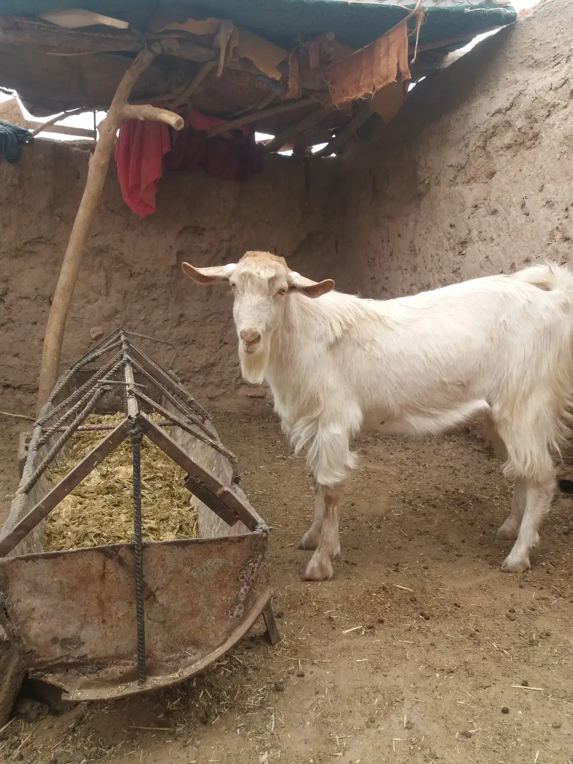فروش یک راس بزغاله نرسانن|حیوانات مزرعه|زیرکوه, |دیوار