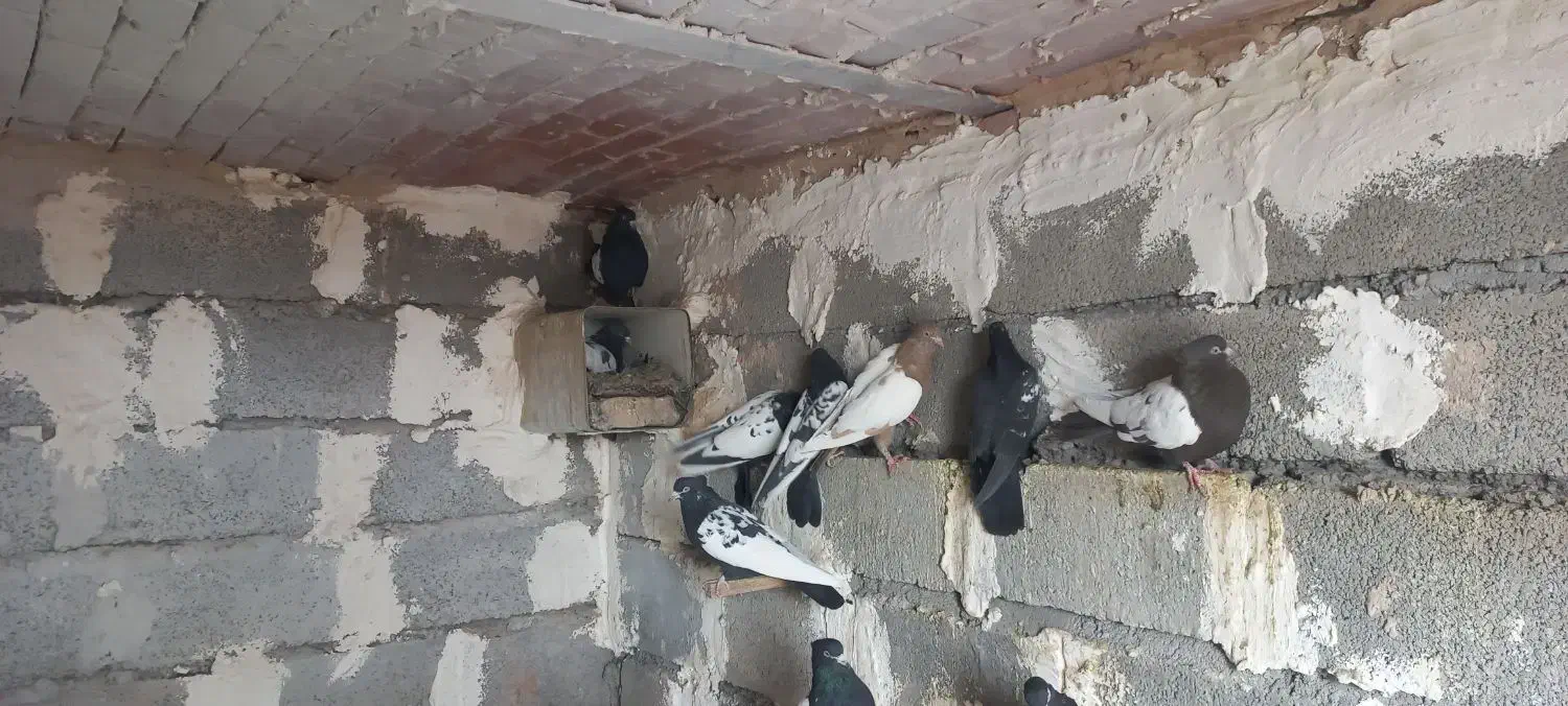 کبوتر سینه سیاه|پرنده|کرمان, |دیوار