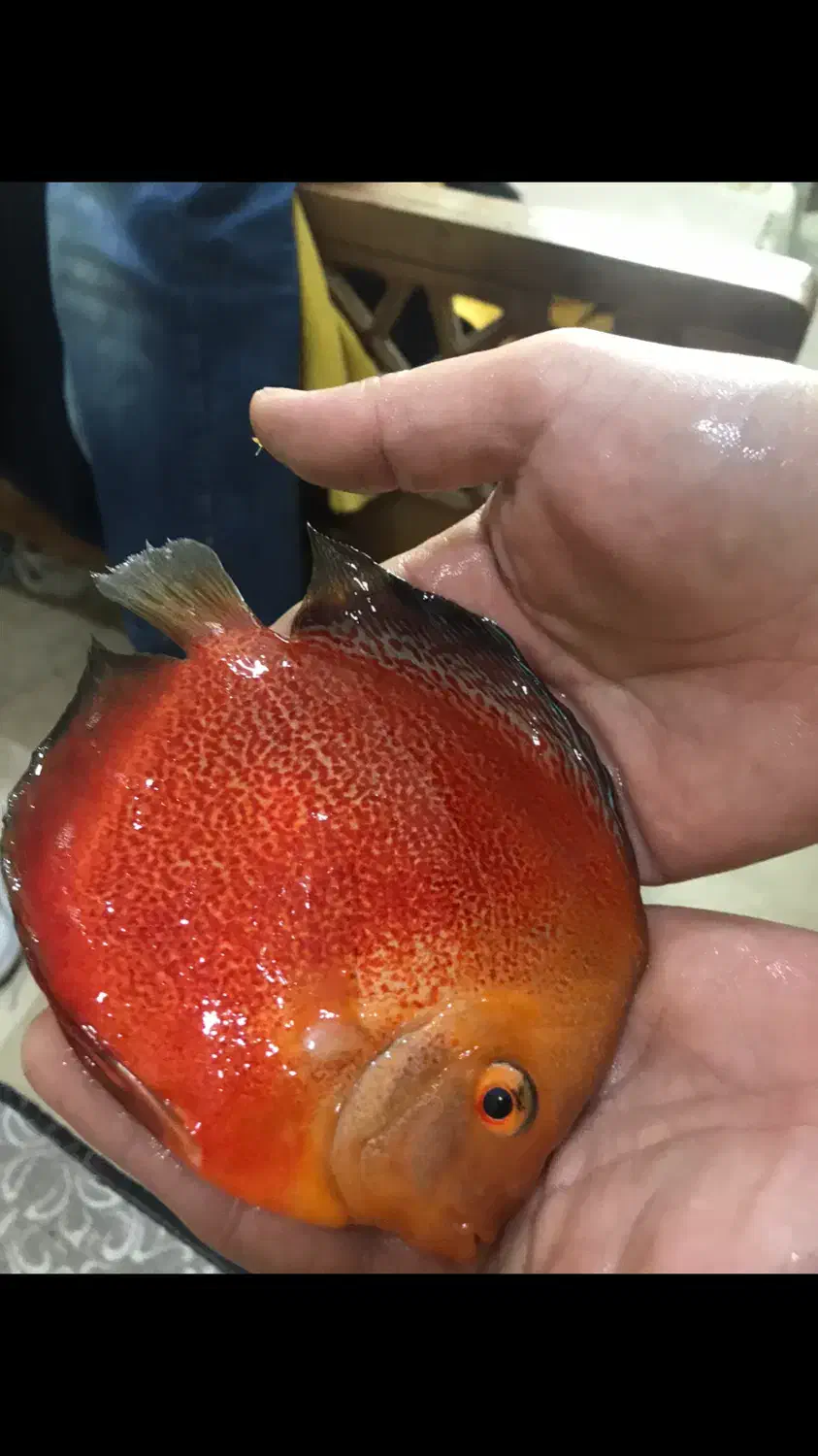 فروش نه عدد ماهی دیسکس مولد|ماهی|زاوه, |دیوار