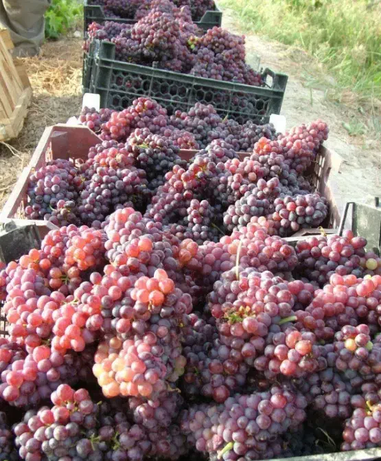 نهال رو از منه تولید کننده بخر نه واسطه|گل و گیاه طبیعی|تبریز, |دیوار