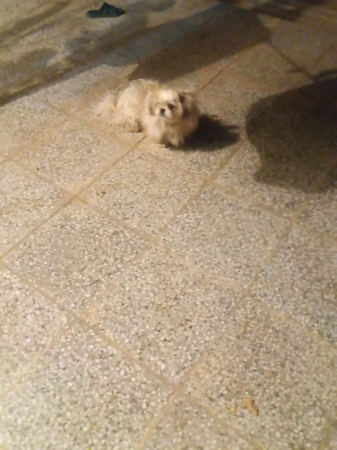 فروش سگ|سگ|سیرجان, |دیوار