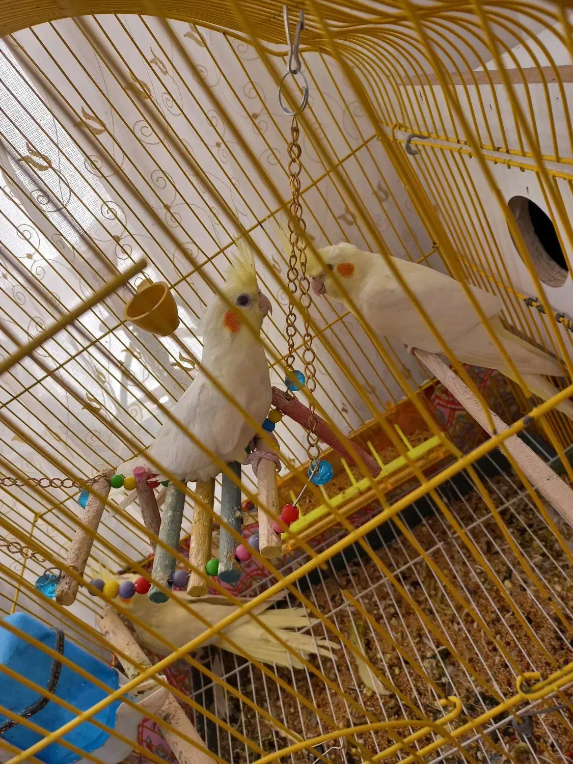 عروس هلندی|پرنده|مرند, |دیوار