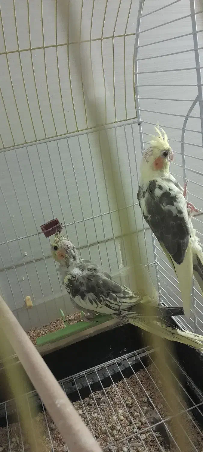 عروس هلندی|پرنده|یزد, |دیوار