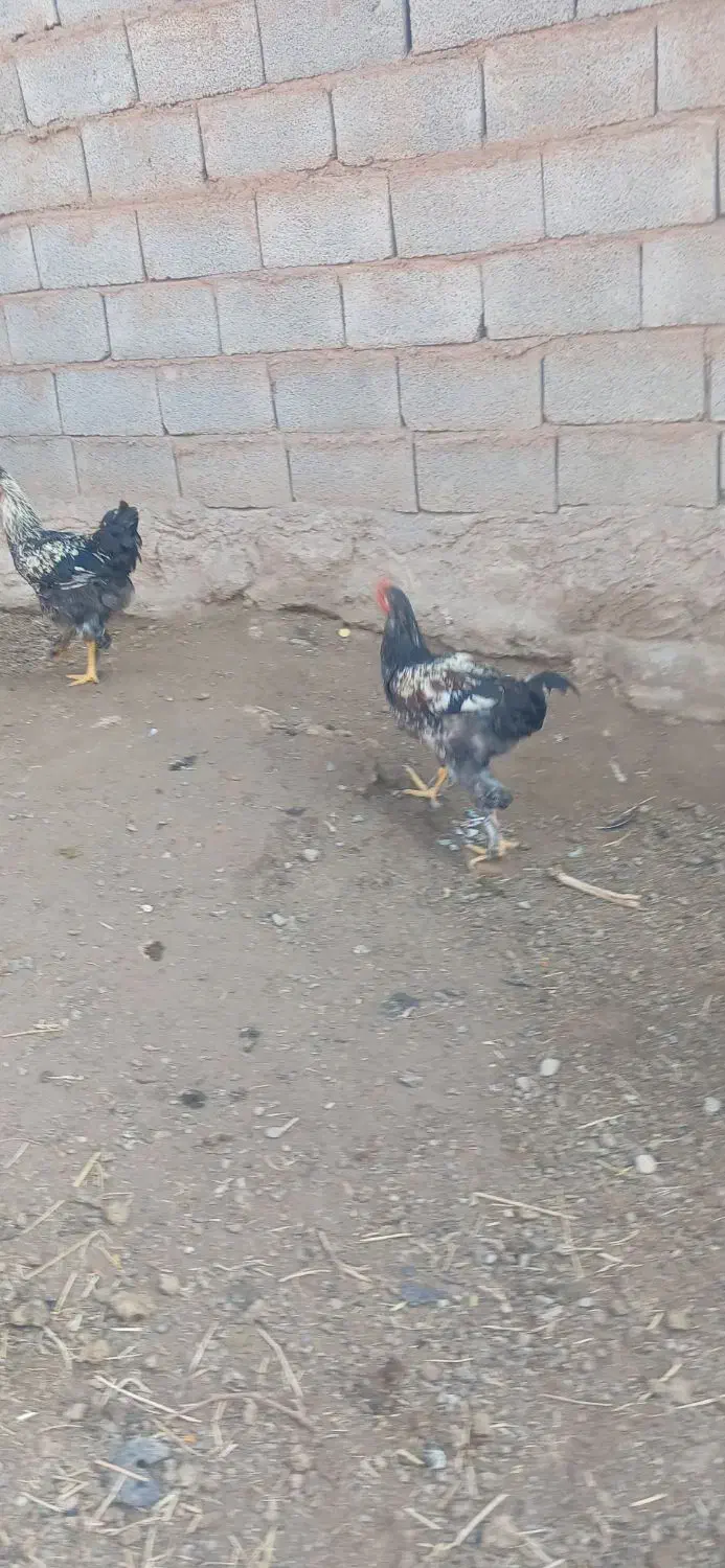 خروس بچه|حیوانات مزرعه|مرند, |دیوار