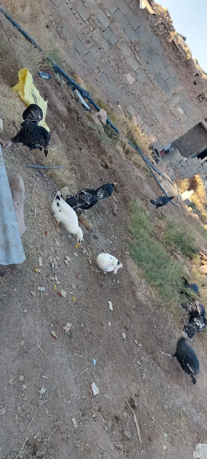 بوقلمون|حیوانات مزرعه|خواف, |دیوار