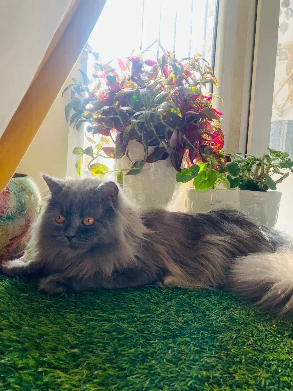 گربه نر اماده جفگیری|گربه|پردیس, فاز ۱۱|دیوار