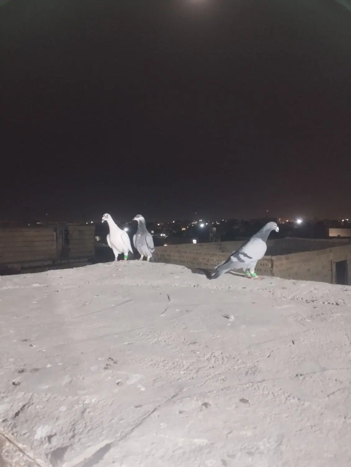 کفتر|پرنده|مشهد, توس (بلوار توس)|دیوار
