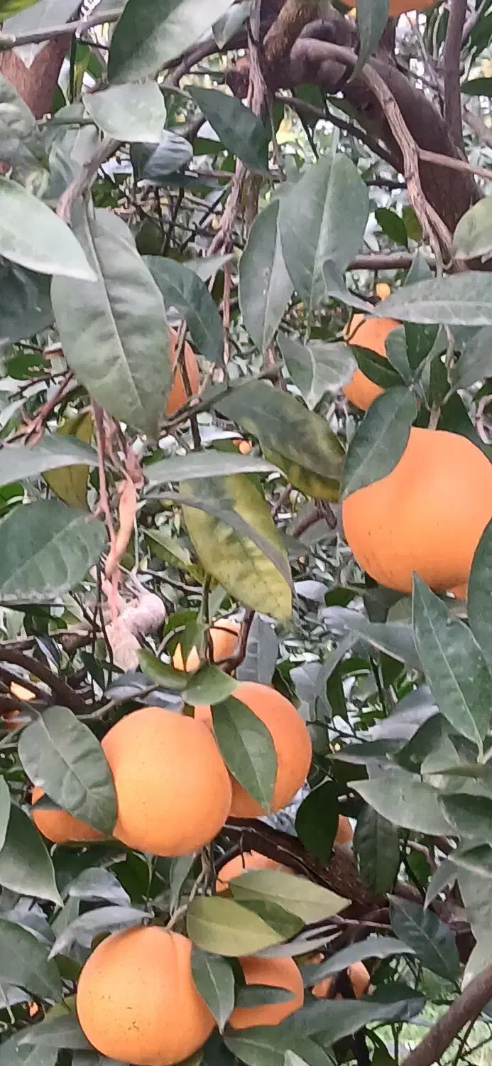 فروش پرتقال تامسون|خوردنی و آشامیدنی|نشتارود, |دیوار