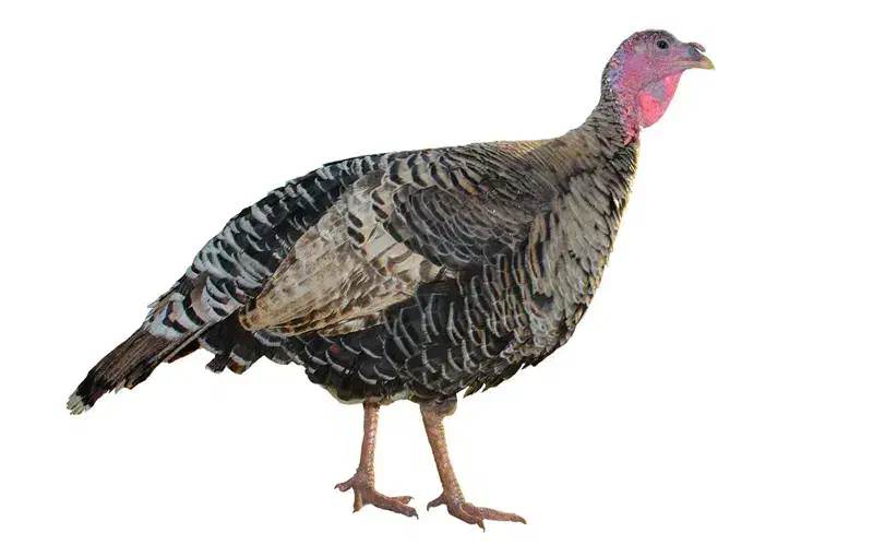 بوقلمون سینه پهن انگلیسی ومرغ ابریشمی|حیوانات مزرعه|خمینی‌شهر, |دیوار