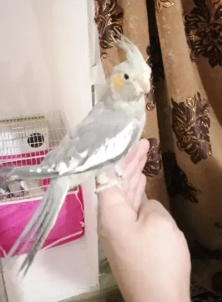 دو عدد عروس هلندی دستی|پرنده|شاهینشهر, فیض|دیوار