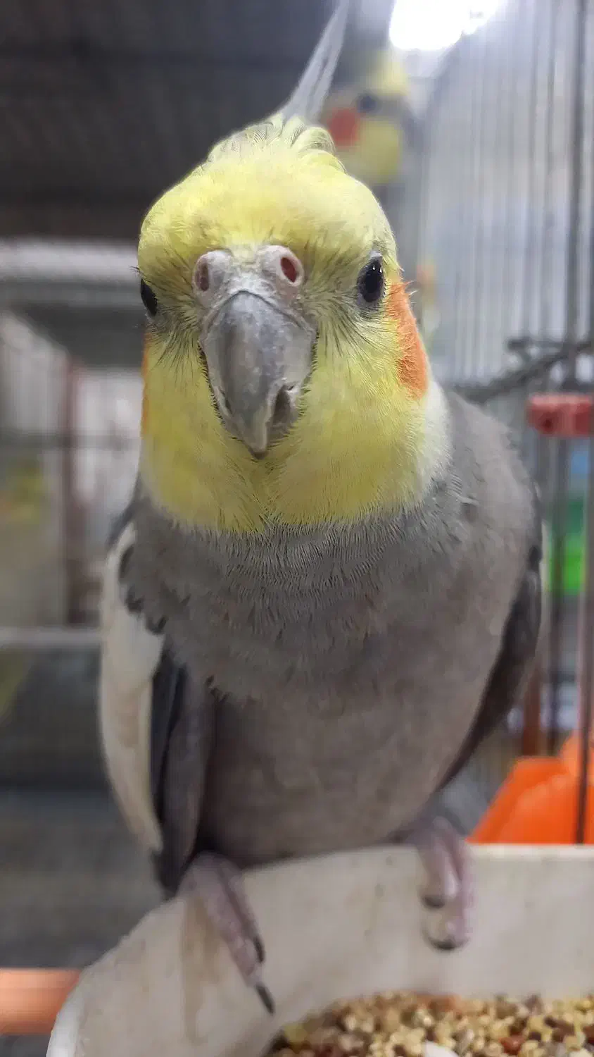 عروس هلندی سخنگو|پرنده|رامشیر, |دیوار