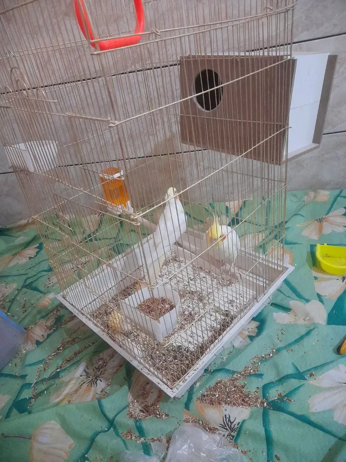 تعدادی عروس م و ل د|پرنده|اهواز, شریعتی جنوبی|دیوار