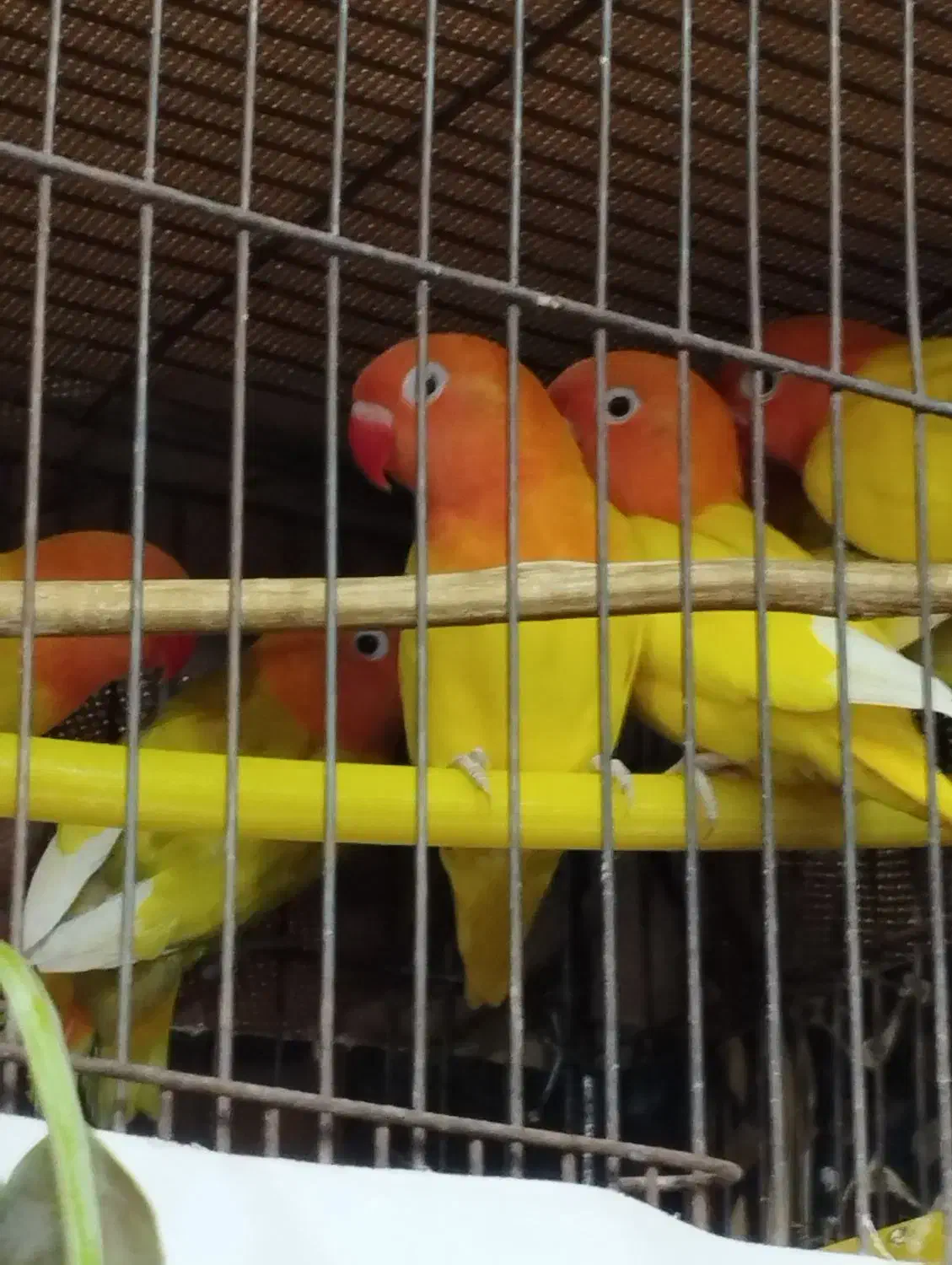 طوطی برزیلی|پرنده|گرمسار, |دیوار