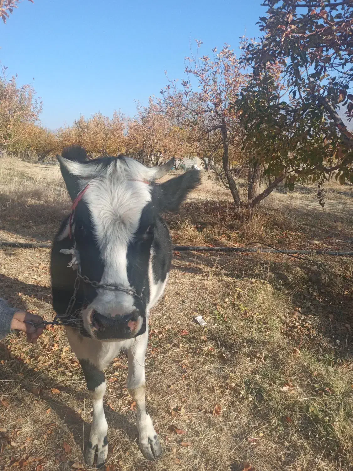 گاو|حیوانات مزرعه|پادنا علیا, |دیوار