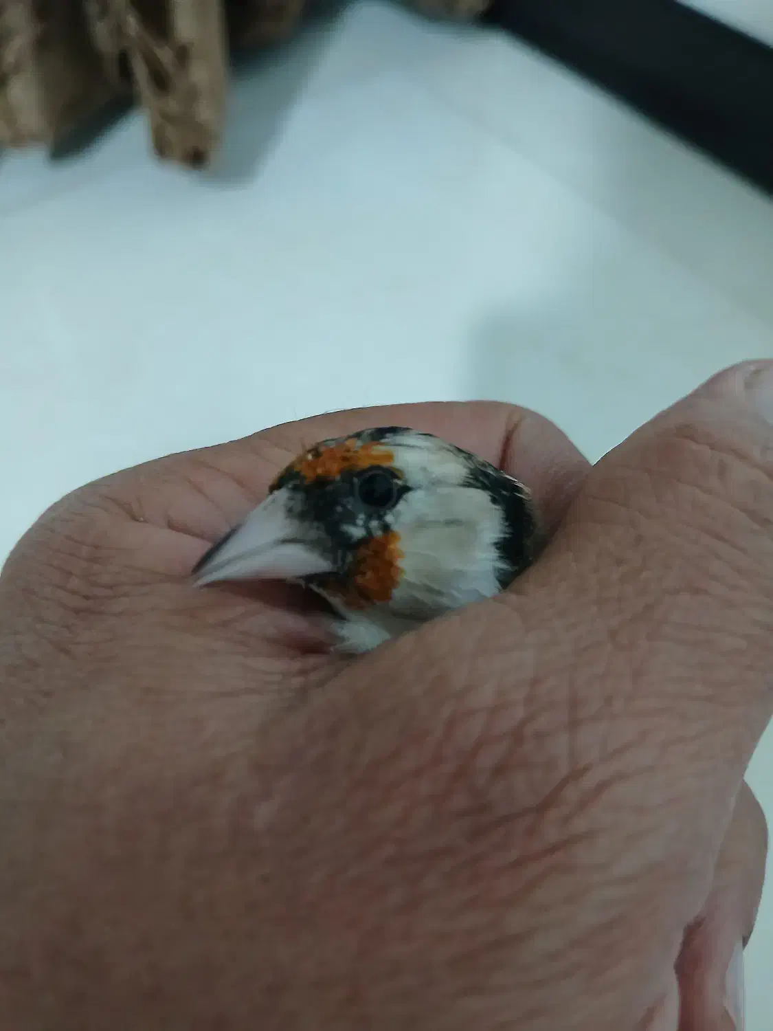 سهره چونه سفیدجوجه قفس|پرنده|فردیس, شهرک شهید حسینی|دیوار