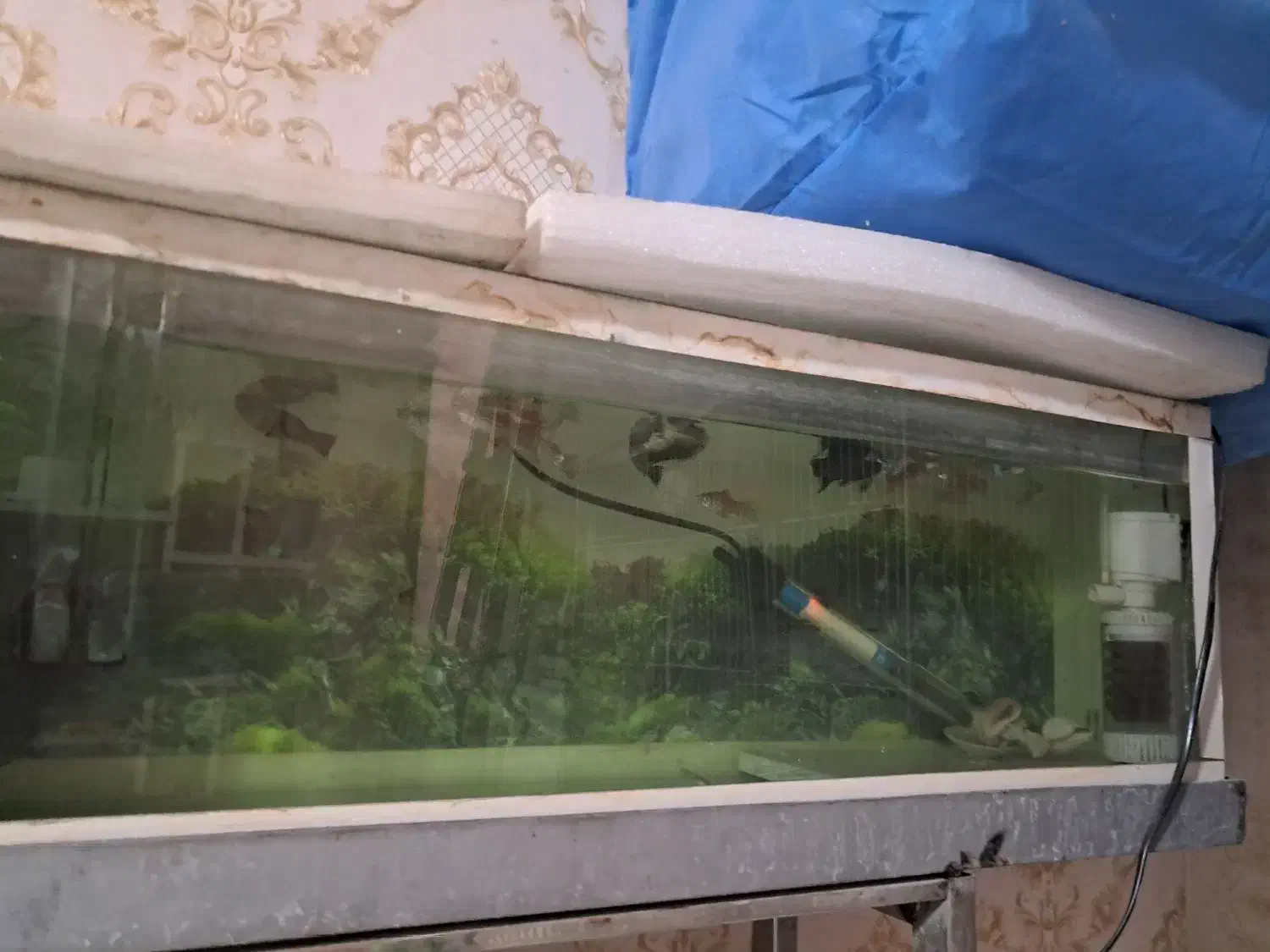 ماهی|ماهی|مشهد, مشکینی (شهرک غرب)|دیوار