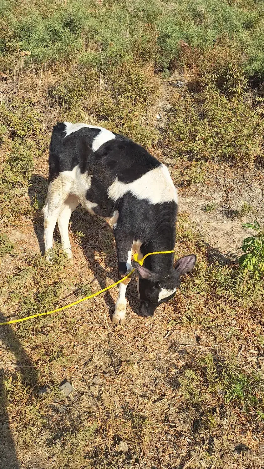 گوساله هلشتاین|حیوانات مزرعه|خرمآباد, |دیوار