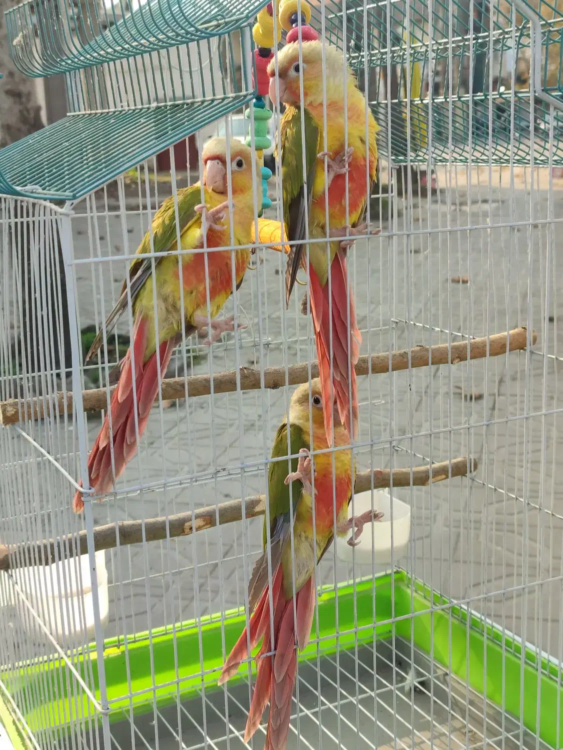 جوجه گرینچیک آناناسی دبل رد و ملنگو|پرنده|رشت, گلسار|دیوار