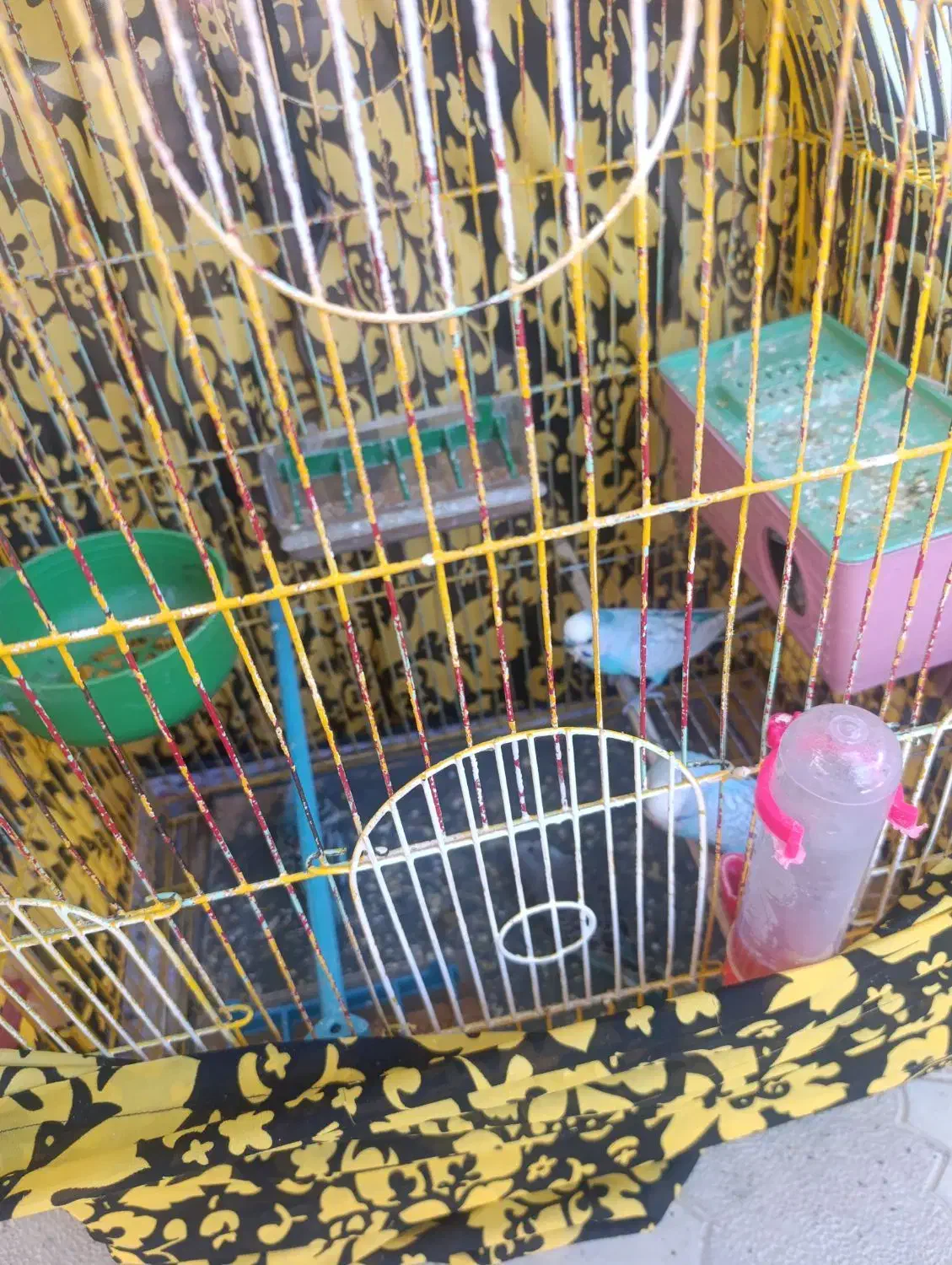 مرغ عشق|پرنده|پیرانشهر, |دیوار