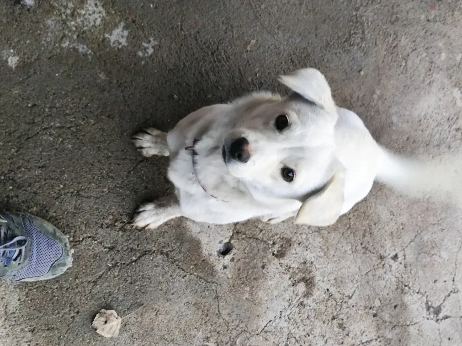 سگ گمشده|سگ|میانه, |دیوار