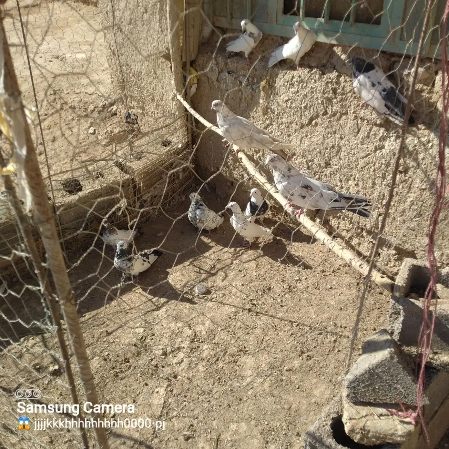 کبوتر|پرنده|کبودرآهنگ, |دیوار