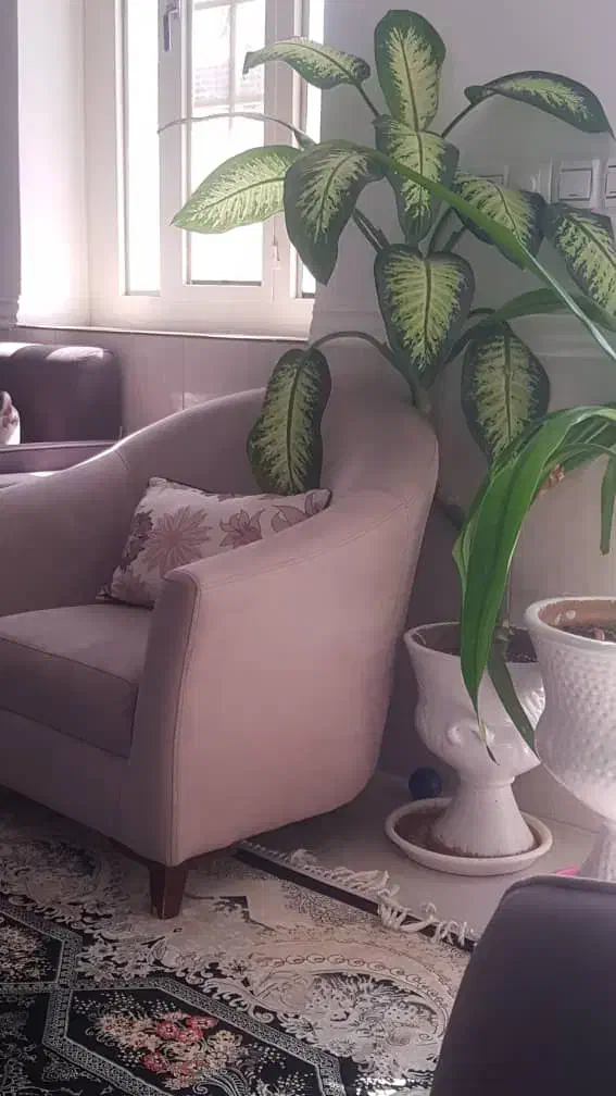 استخدام نجار مبلمان|استخدام صنعتی، فنی، مهندسی|برازجان, |دیوار