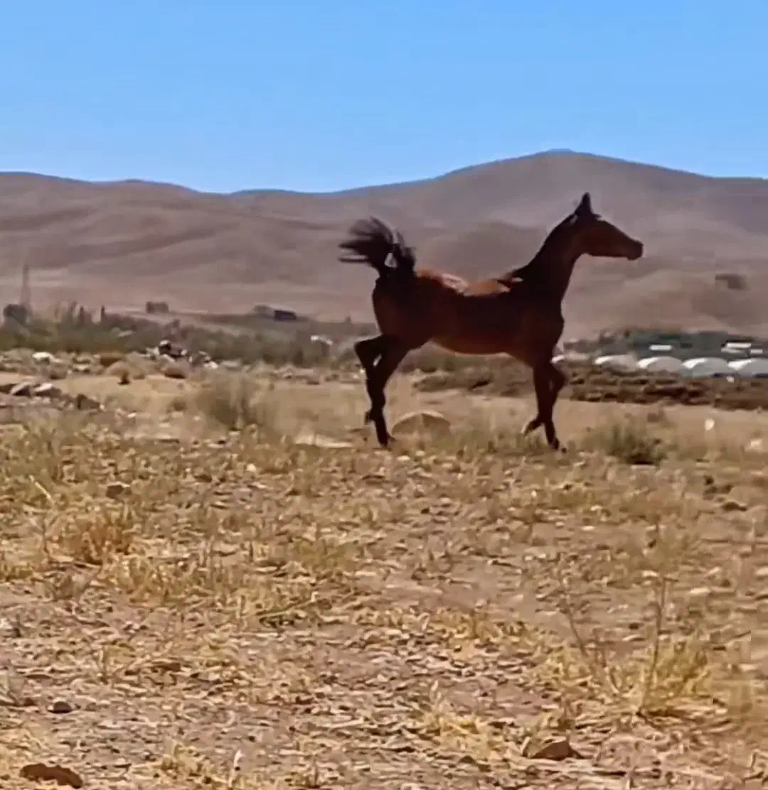 اسب|اسب و تجهیزات اسبسواری|فرخشهر, |دیوار