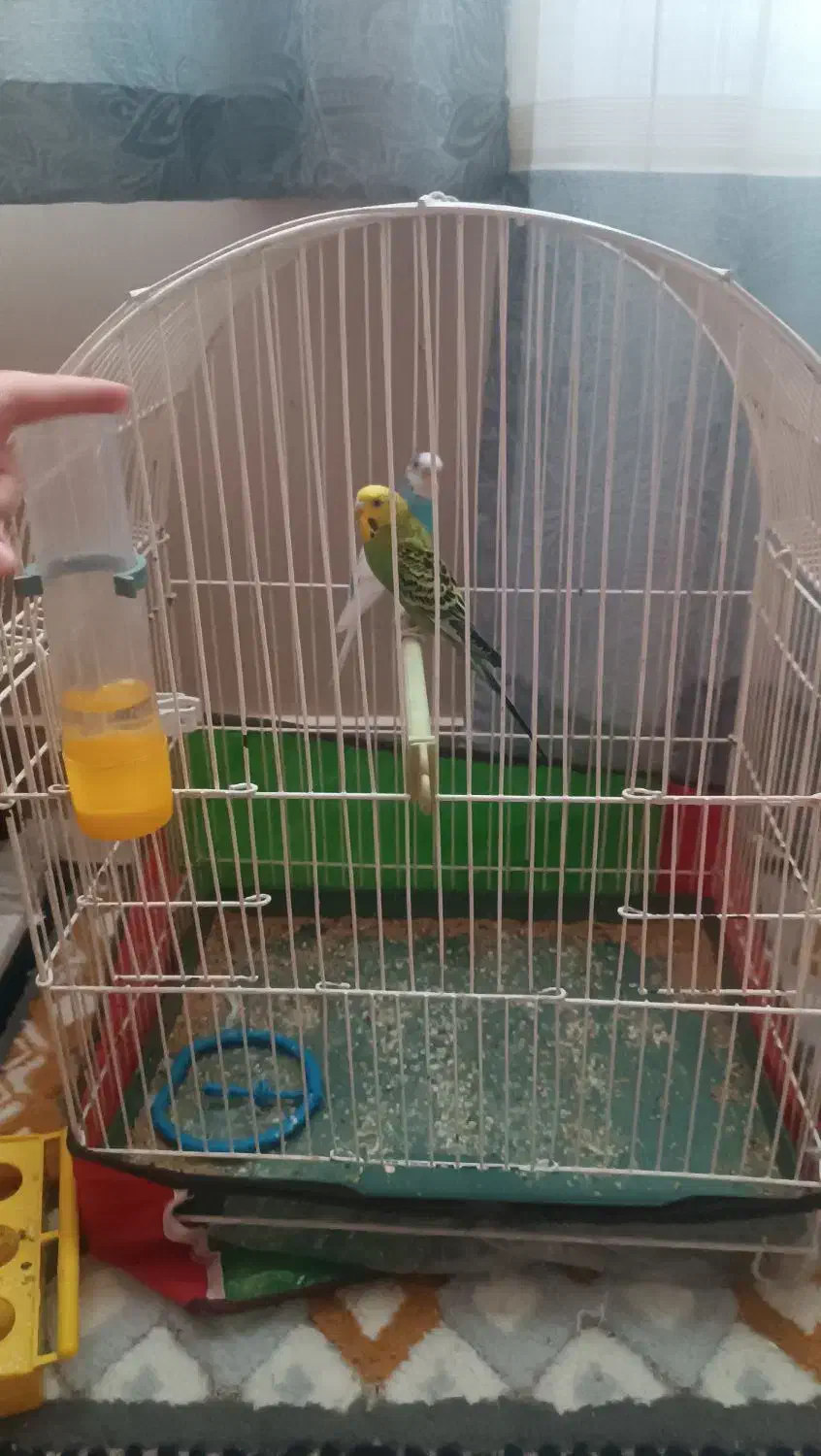 دوعدد مرغ عشق با قفس|پرنده|تبریز, |دیوار