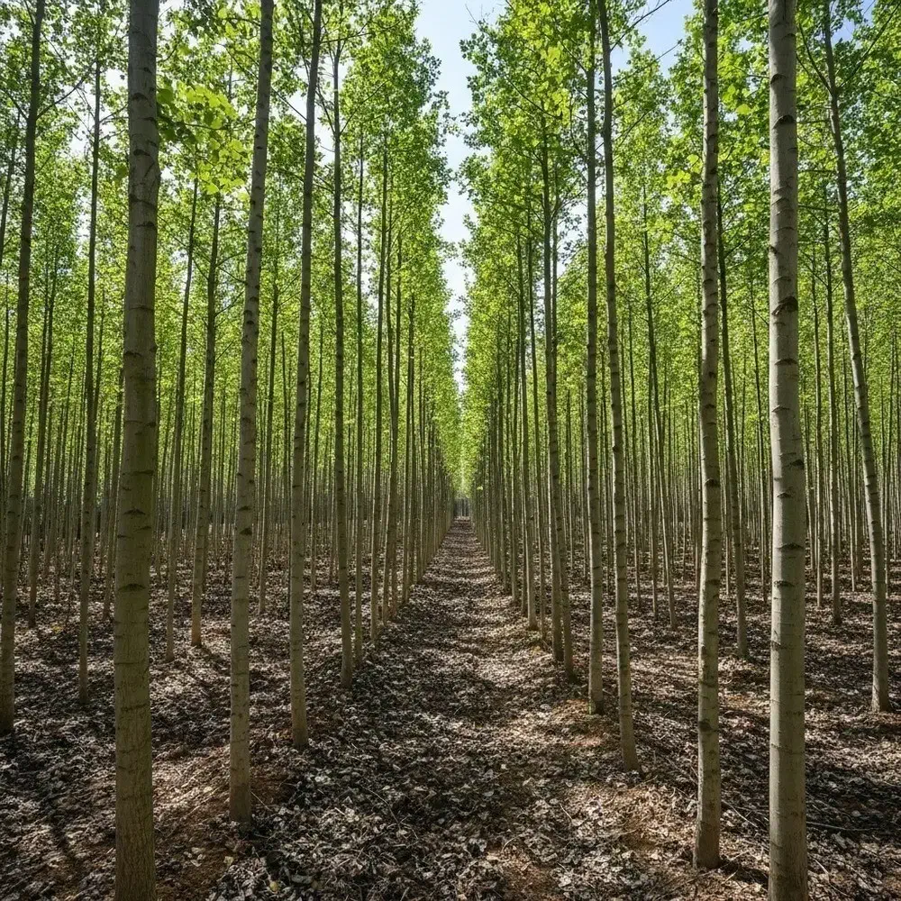 نهال صنوبر تبریزی با ریشه قوی و آماده کاشت|حراج|نهاوند, |دیوار