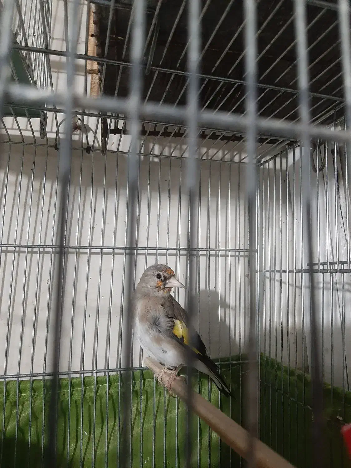 انواع پرنده سهره قناری طوطی گلدین فنج|پرنده|سمنان, |دیوار