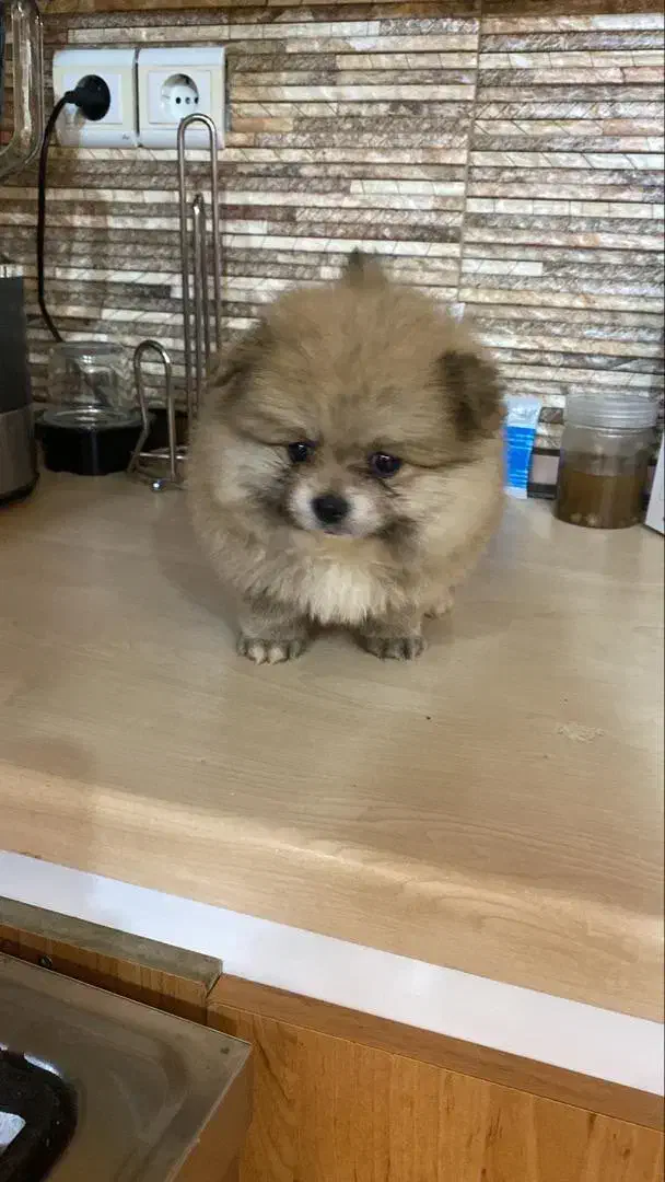 پامرانین|سگ|مشهد, نیروی هوایی|دیوار