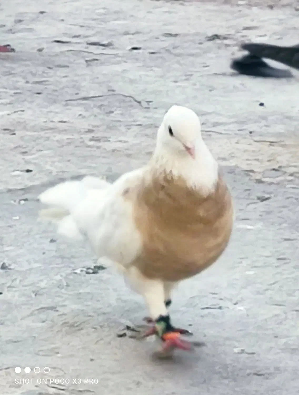 کبوتر طوقی|پرنده|خرمشهر, |دیوار