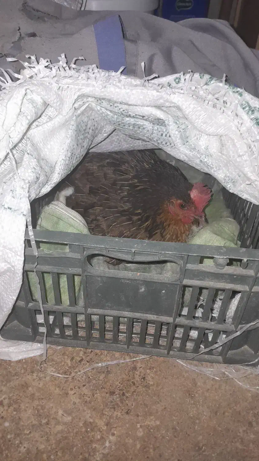 مرغ( کرک )|حیوانات مزرعه|اندیمشک, |دیوار