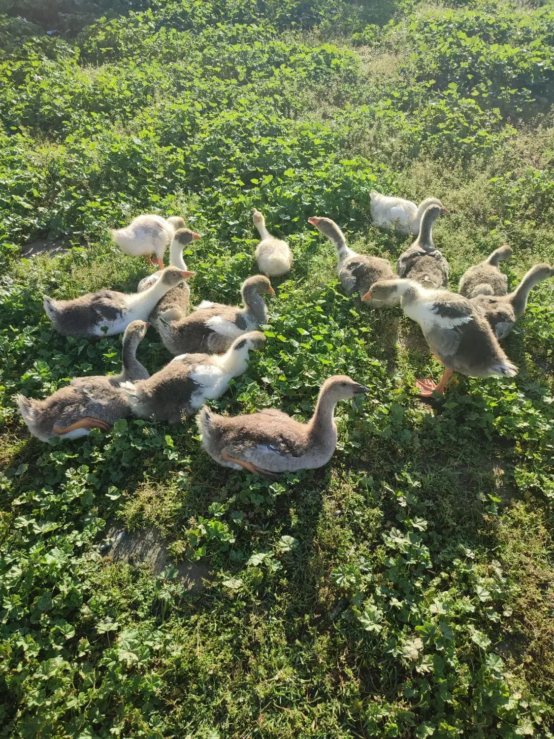 غاز|حیوانات مزرعه|گنبد کاووس, |دیوار